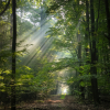 Puszcza Zielonka - promienie Słońca przebijają się przez drzewa nad leśną drogą