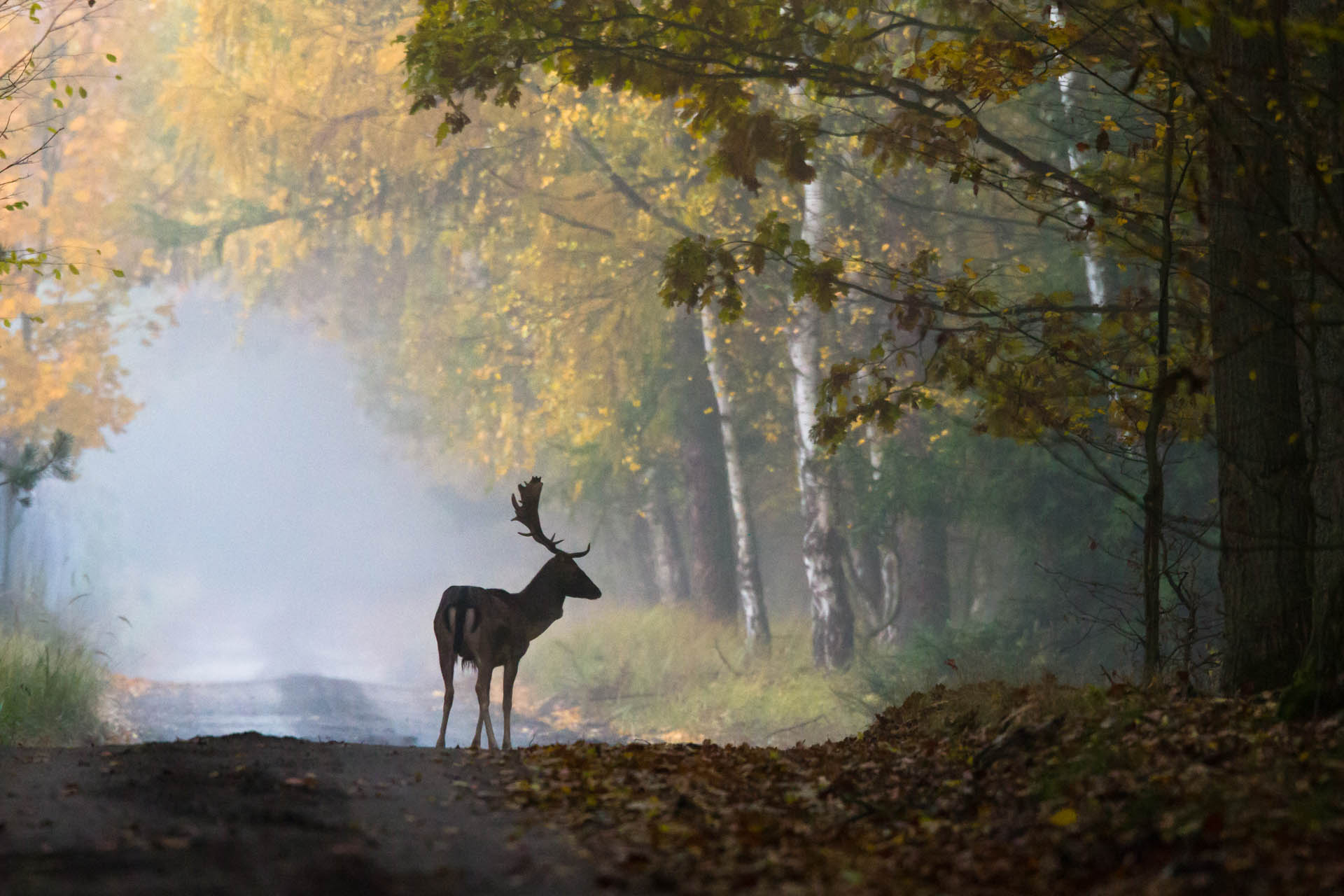 [obraz] Fauna gminy Murowana Goślina - żuraw w locie.