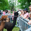 uczestnicy pikniku głaskają alpaki