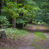 Puszcza Zielonka - droga przebiegająca przez las, na pierwszym planie po lewej obok drzewa stoi kamienny słupek oddziałowy