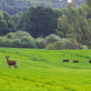 Fauna Puszczy Zielonka - jeleń stojący na łące przygląda się przebiegającym dzikom