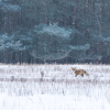 Fauna Puszczy Zielonka - lis na leśnej polanie pokrytej śniegiem