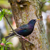 Ptaki Puszczy Zielonka - szpak siedzący na gałęzi drzewa, z robakiem w dziobie
