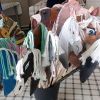 Koniki hobby horse w wiaderku