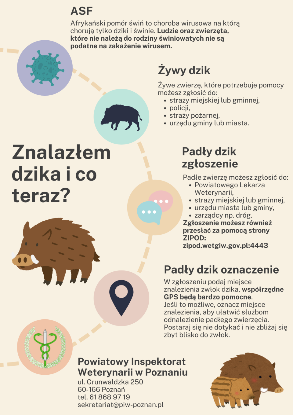na grafice dzik, tekst: Znalazłem dzika i co teraz?