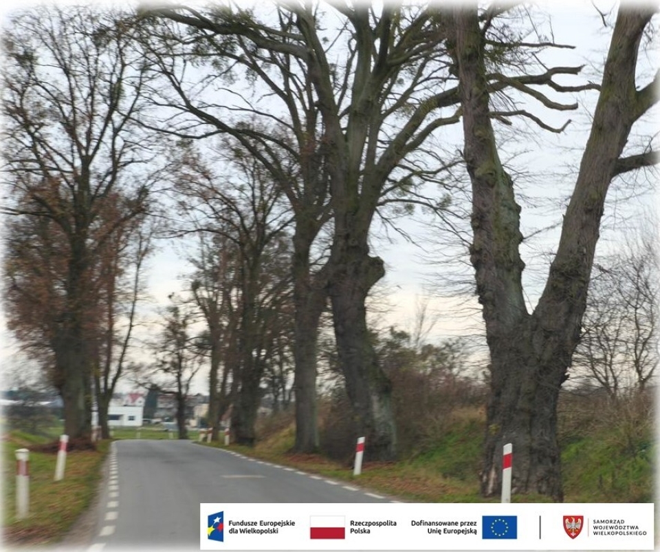 zdjęcie drogi pomiędzy drzewami