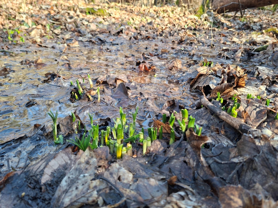 wybijające się kwiaty - śnieżyce wiosenne