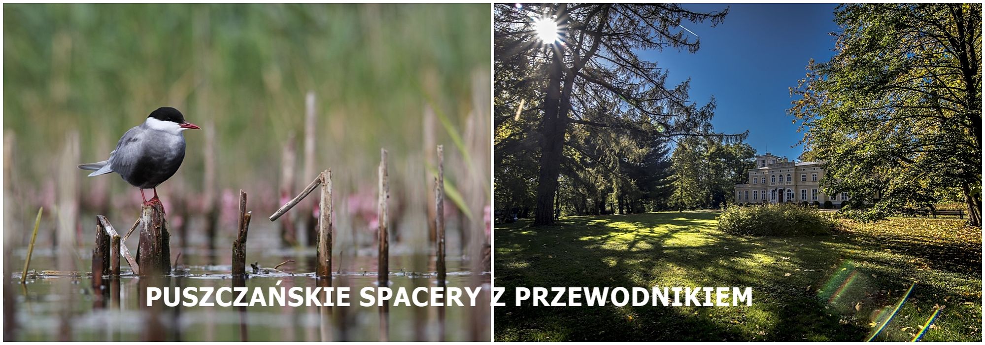 Puszczańskie Spacery z Przewodnikiem